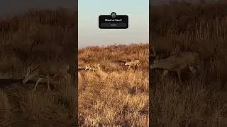 MULE DEER RUT!!🔥#western #muledeer  #hunting
