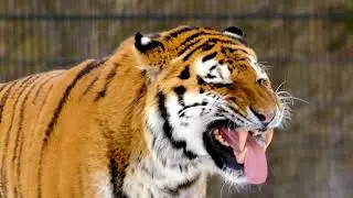 Tiger enjoying in its own habitat.#nature #naturelovers #animallover