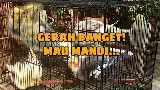 Bathing My Cockatiel | Memandikan Burung Parkit Australia