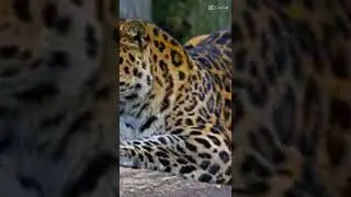 esqueci de pegar mais foto de animais espero q o vídeo fico lindo 😊