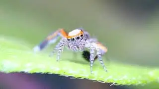 Slowmotion saitis barbipes mal