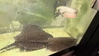 Part 4: 4x8 Stingray Pond update. All 4 girls added!