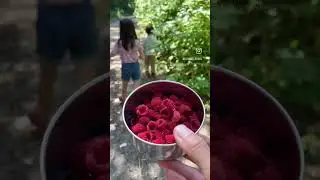 Teaching my kids where food comes from #foraging #wildfood