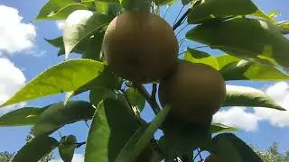 Как плодоносят мои формы плодовых  - 2
