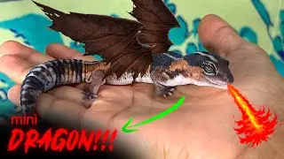 Feeding a mini Dragon at Home | Weekly Vlog