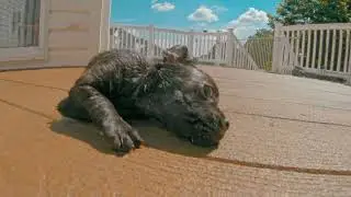 Betty's Wet Puppies Playing in Sun-GoPro