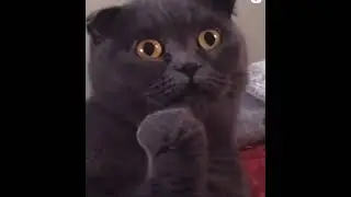 у кота вся жизнь перед глазами пролетела,💔😂🇺🇦