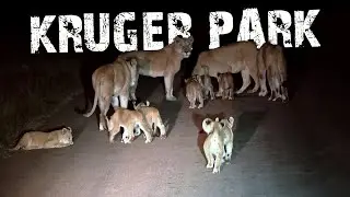 KRUGER: Lions with 8 cubs "Roadblock" our night drive. So beautiful