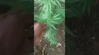 Most wanted...Jamaican kush,SourD,pink pine,O.G