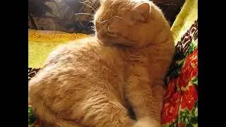 приколы с котами! смотреть до конца!