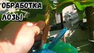 Обработка виноградной лозы монофосфатом калия.