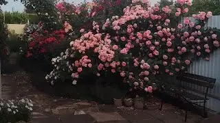 24.05.24г. ураганный ветер...