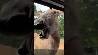 FYI she’s an elk named Dora, not a horse 