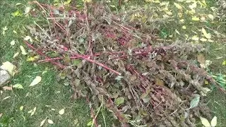 Collecting Free Chicken Feed