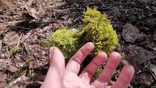 ASMR Whispered Walk And Tap Outside | Lo-fi