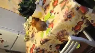 Открытие кокоса