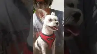 Happy Zuma
