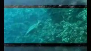 Diving in Egypt