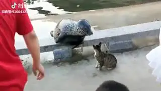 Cat vs Seal