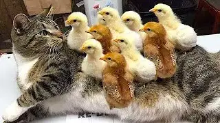 Funny animals - Funny cats and dogs - Funny animal videos 2024🤣