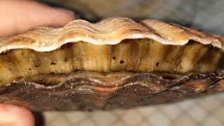 МОРСКОЙ ГРЕБЕШОК.ВСКРЫТИЕ РАКУШКИ. Морской деликатес👍