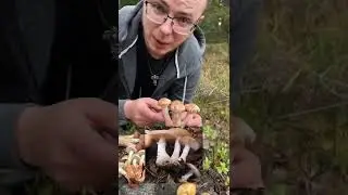 8 видов опят! Как отличить ложные? ПОЛНАЯ ВЕРСИЯ: РОЛИК 15 на канале! 