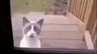 Прикол