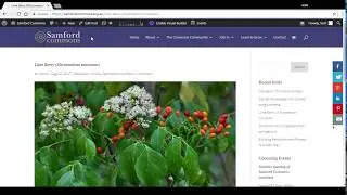 How to add a Featured Image to your Blog posts with WordPress