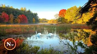 Autumn Sunrise Walk in New England | Fall Foliage | Nature Sounds & Birdsong for Relaxation