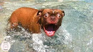 Stupid Dogs Can Raise Your Mood #6 🤣 FUNNY DOGS Videos | Pets Gang