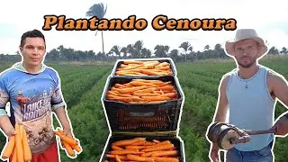 CENOURA: Horta do Início ao Final - São Benedito-CE