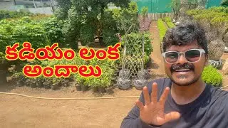 Visiting the Largest Plant Nursery in India - Kadiam Lanka | Andhra Pradesh Tourist Places in Telugu