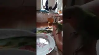 Неразлучник купается