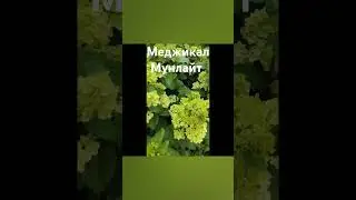 Меджикал Мунлайт начало цветения. август 2024 г. #метельчатыегортензии #гортензии #цветы #сад #дача