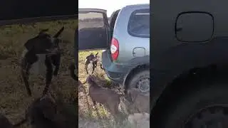 🐕🚙