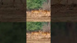 Young Puku leaps 3 feet in the air! 