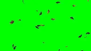 Falling Feather Brown & Black HD Animation - green screen effect