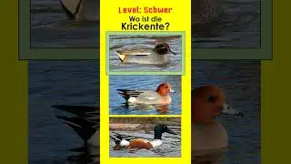 Enten - Schwimmenten II - Jägerprüfung und Jagdschein