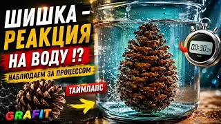Шишка - Реакция на Воду !?