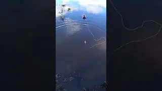 ЛОВЛЯ ЩУКИ НА РАДИОУПРАВЛЯЕМЫЙ КАТЕР. 