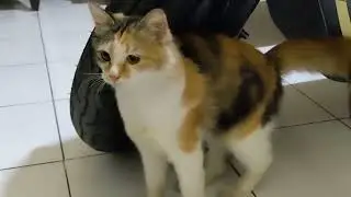 kucing gusar masih gentayangan udah tengah malam