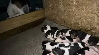Puppy have eyes open