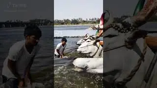 Happy Pongal | Village Pongal | Youtubers Pongal Wishes | Tictok Pongal Reels