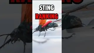 STUNG by Tarantula Hawk!