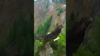 Águila Volando Grabada a 4K desde un drone (resumen)