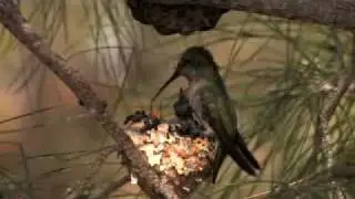 Black Chinned Hummingbird