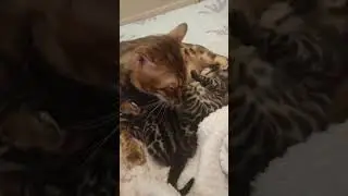 Мамины хлопоты