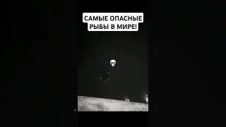 САМЫЕ ОПАСНЫЕ РЫБЫ В МИРЕ #shorts