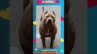 Pode entrar ele não morde!!! 😱 #shorts  (happy animals😂)
