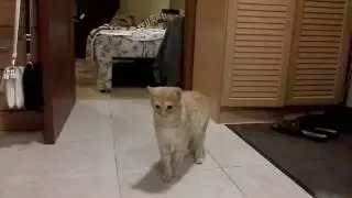 [ Sugar cat game ]